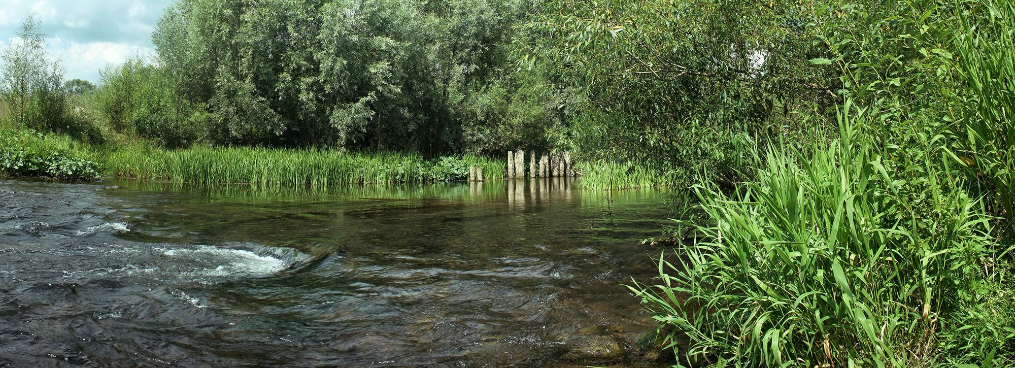 Picture of a river with green vegetation