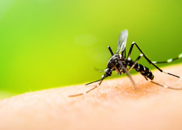 Dengue fever is spread by mosquitos